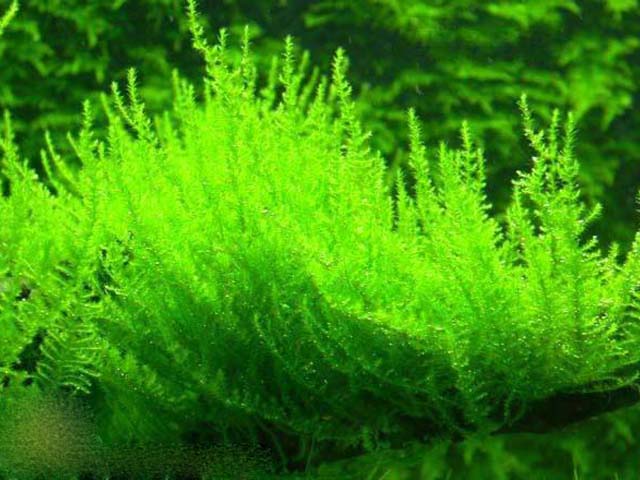 фонтиналис мох для аквариума